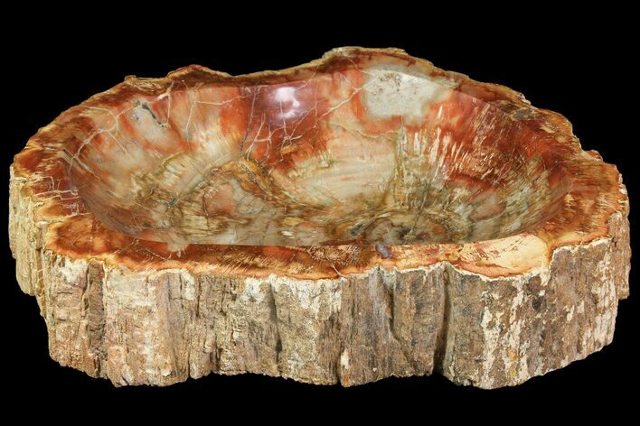 Wide, Polished Petrified Wood Dish - Vibrant Coloration! #117983